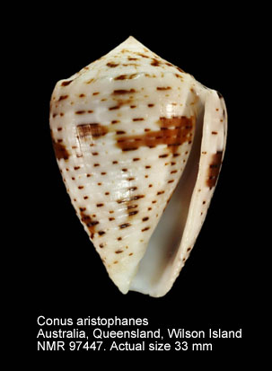 Conus aristophanes (3).jpg - Conus aristophanes G.B.Sowerby,1857